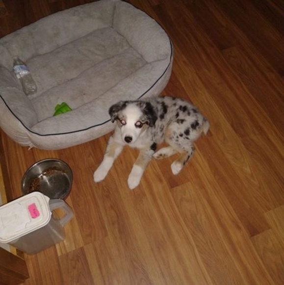 Meet your Posher, Audean - Picture 1 of 1